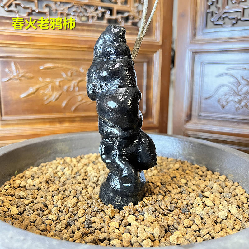 春火老鸦柿坨坨熟桩，品种苗子，嫁接苗子，盆景素材，一物一拍