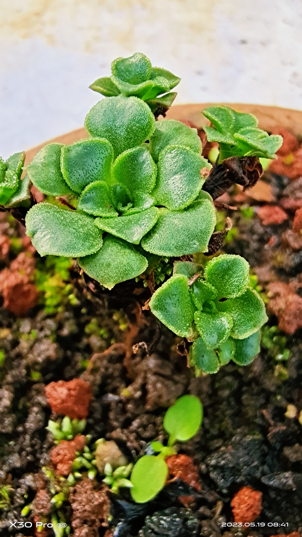 云南各种小微盆景