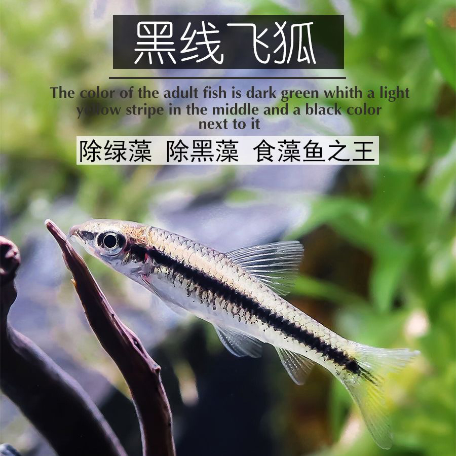包顺丰泰国进口小猴飞狐鱼黑线飞狐清洁除藻淡水清丝藻清苔工具