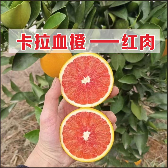 赣南脐橙苗卡拉血橙一年裸根苗红肉脐橙嫁接苗