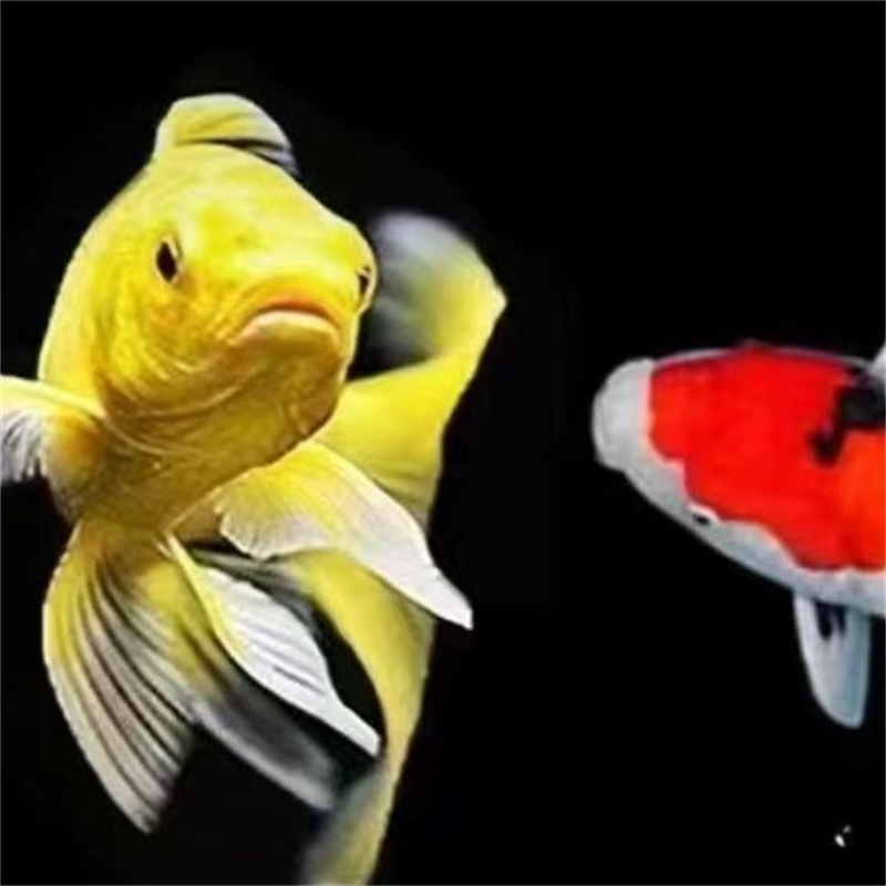 活体观赏鱼黑金锦鲤黄金锦鲤鱼三色锦鲤金鱼红白锦鲤草金好养易活