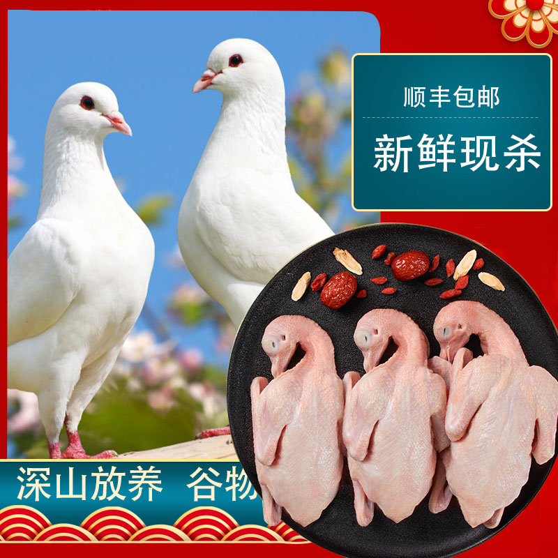 一年以上鸽子新鲜现杀农家山林散养乳鸽煲汤（拍一发三）“顺丰冷鲜”