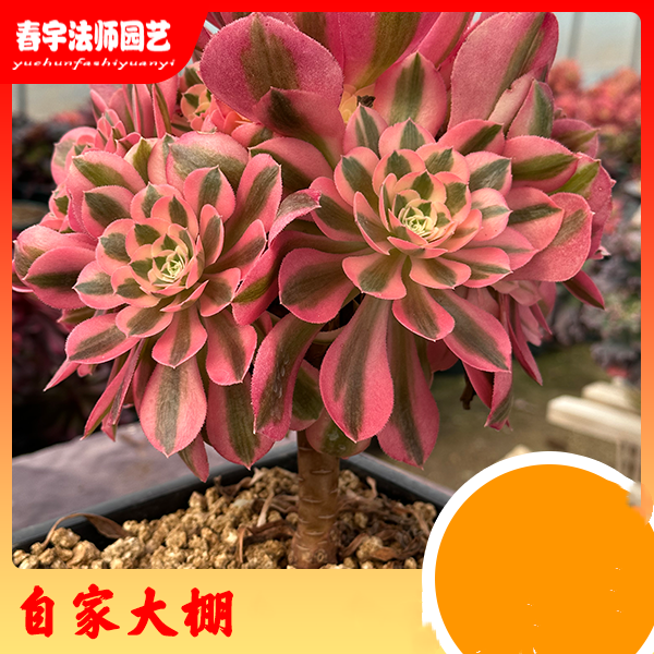 法师美杜莎基地多肉花卉绿植肉肉植物万圣节仙人掌室内庭院防辐射