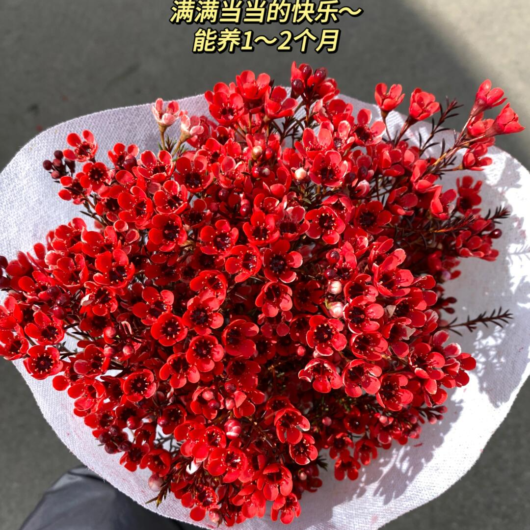 【A级长款大把300克澳洲腊梅鲜花】超长花期清香淡雅好养基地直发  