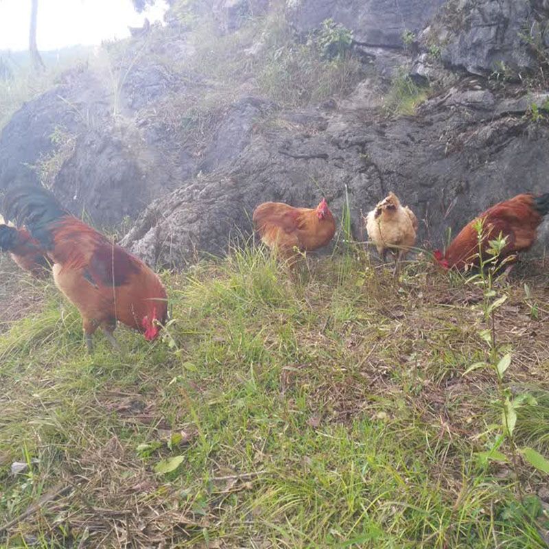 农家散养土鸡现称