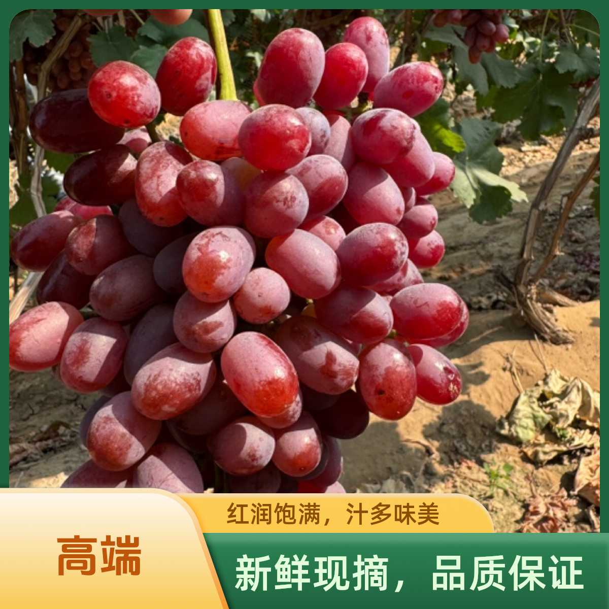 山西运城头茬克伦生无籽红提葡萄3斤新鲜水果顺丰包邮4.5斤