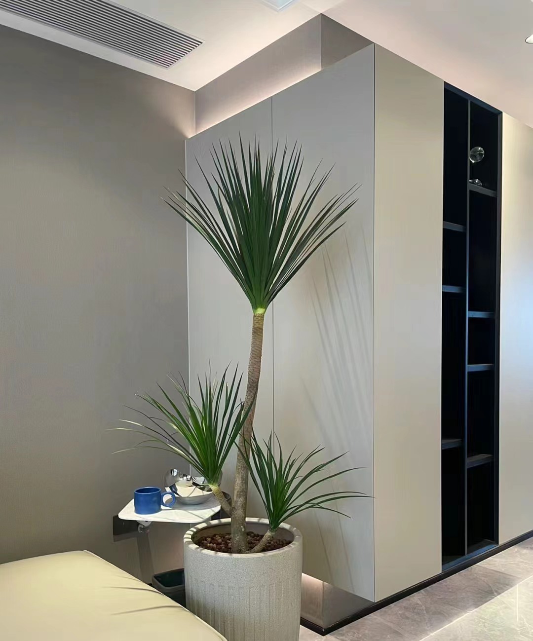 黑珍珠造型树大型绿植龙血树好养耐活净化空气吸取甲醛室内绿植