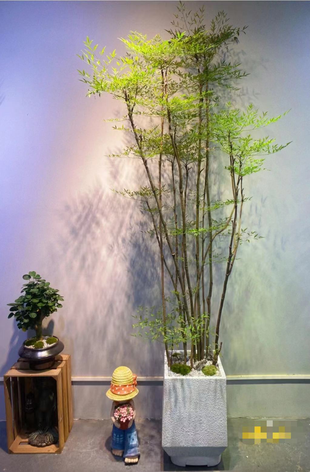 南天竺室内盆栽好养花卉绿植客厅书房意境美四季变色耐寒