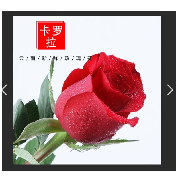 卡罗拉玫瑰20枝冷链包邮