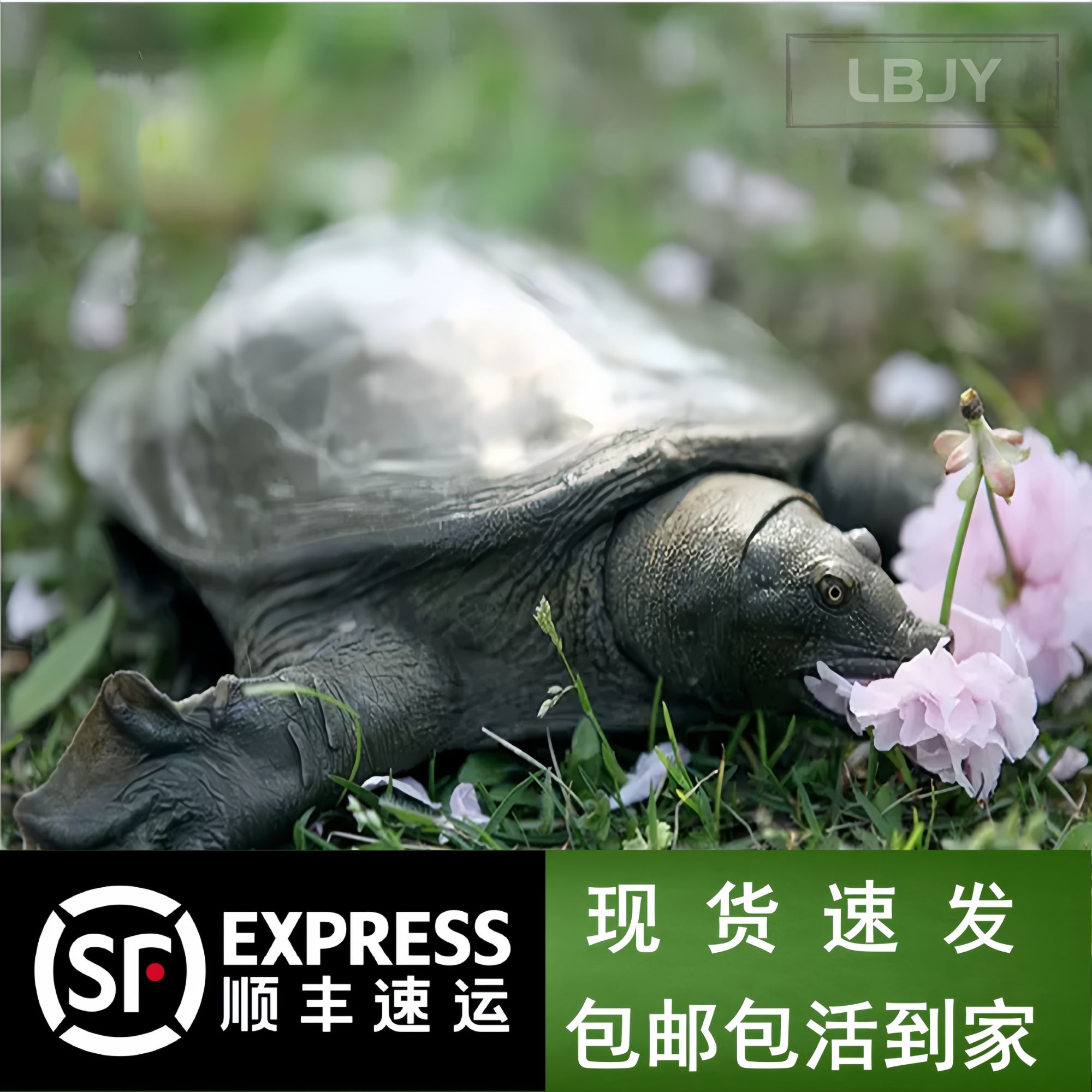 直播间尝鲜福利价德清优质生长母乌鳖原生态野外放养鲜活甲鱼