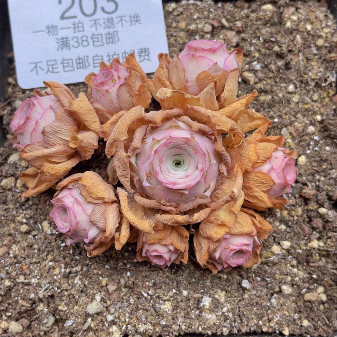 小玉群生福利203一物一拍