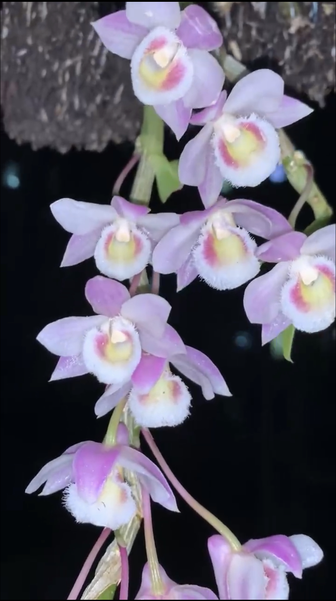 看中直播间合适的可以咨询客服？变异馒头：自取名西施