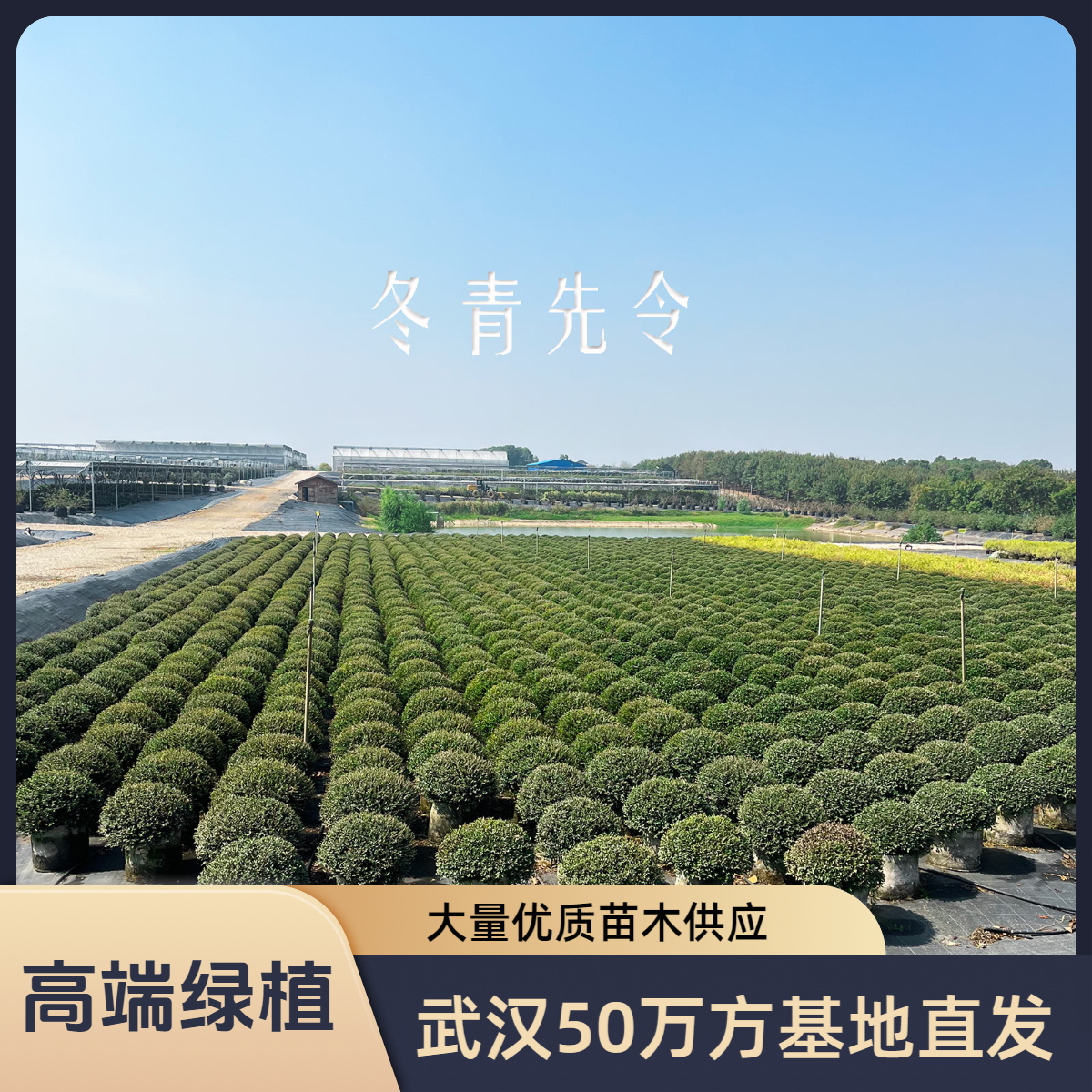 【冬青先令】高端品质绿植室外花园栽种耐热适合南北方常温气候