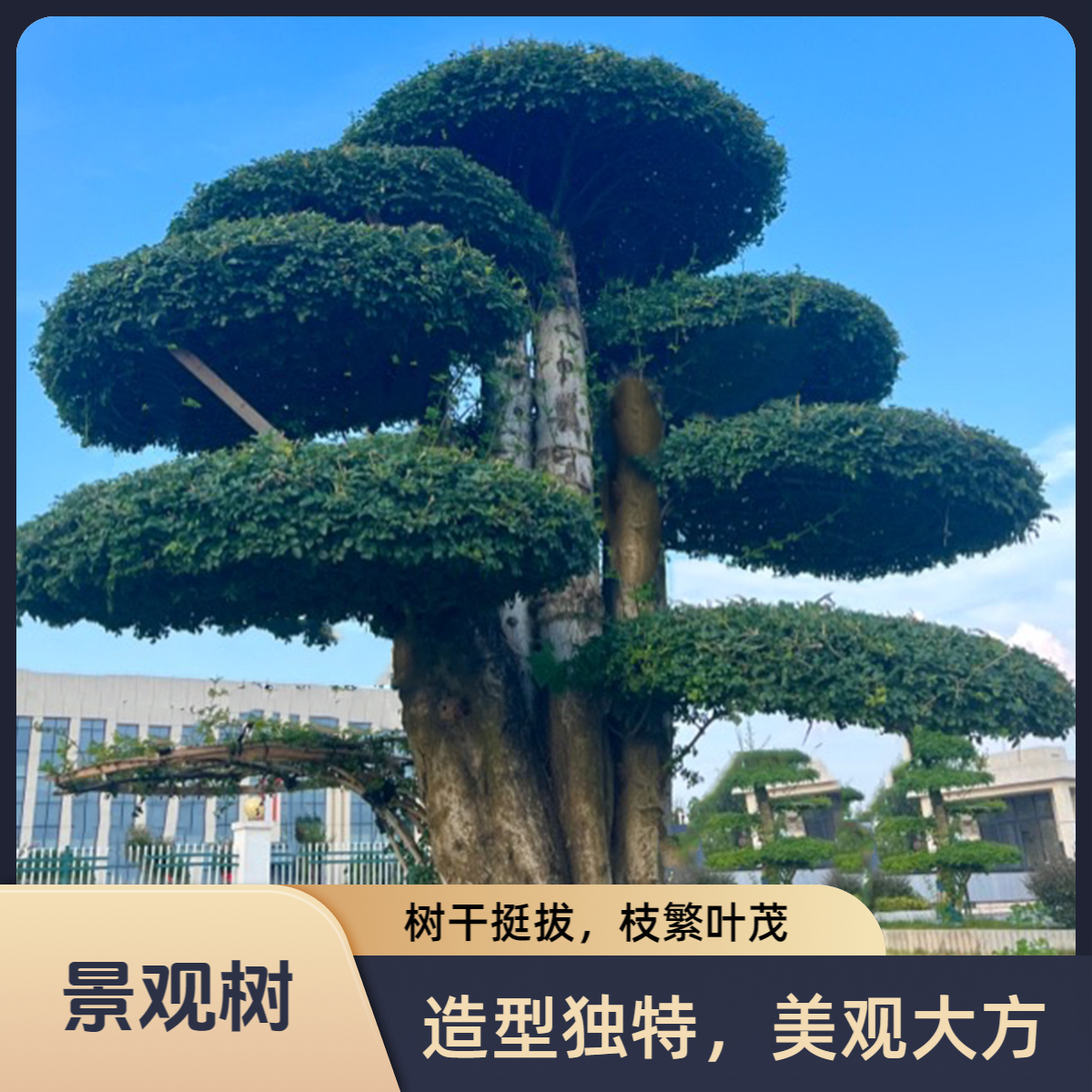 【精品对节白蜡】湖北京山自栽源头发货抗寒耐热零下30度至零上40度