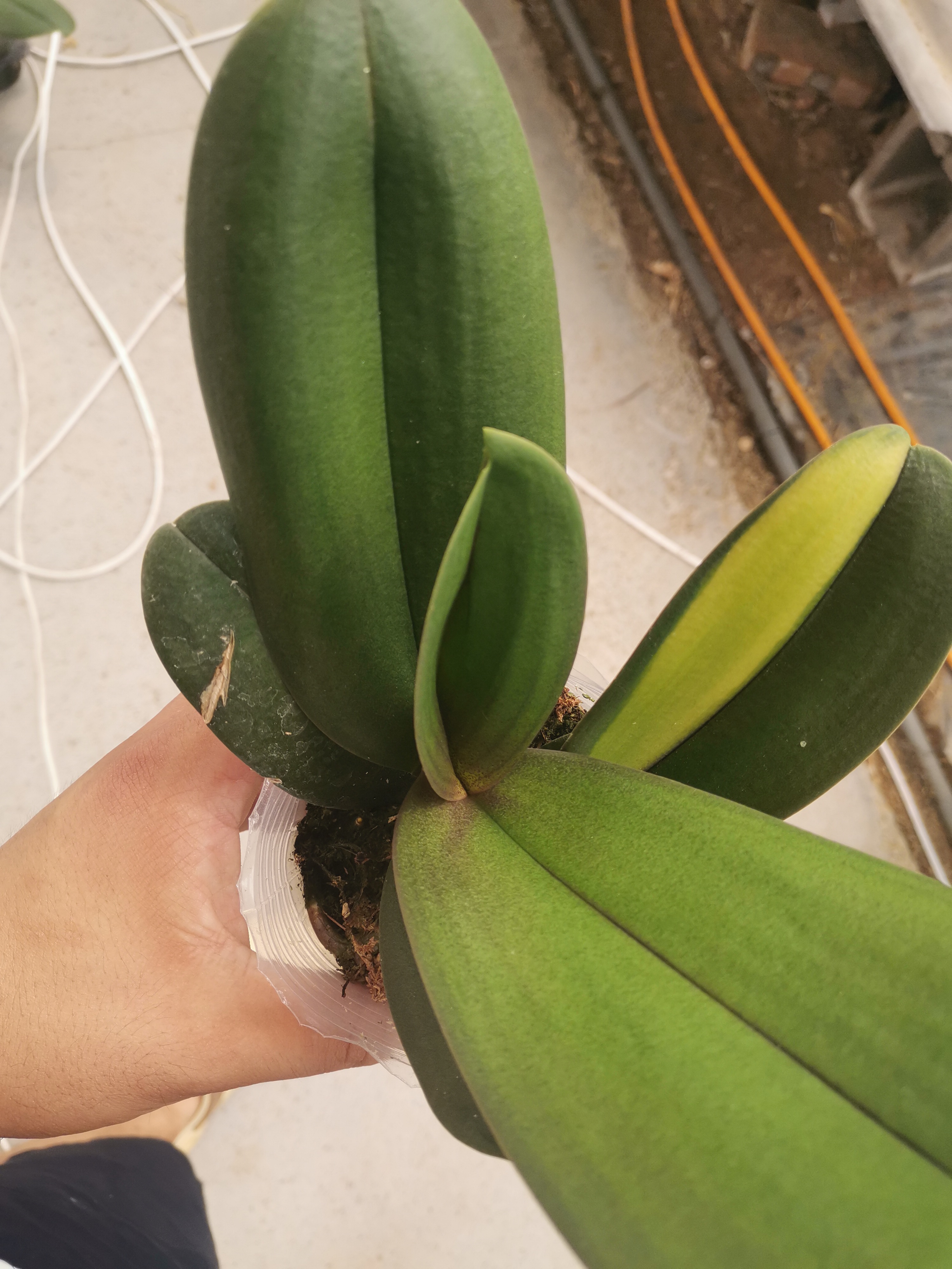变异双头蝴蝶兰，底叶小瑕疵，介意勿拍
