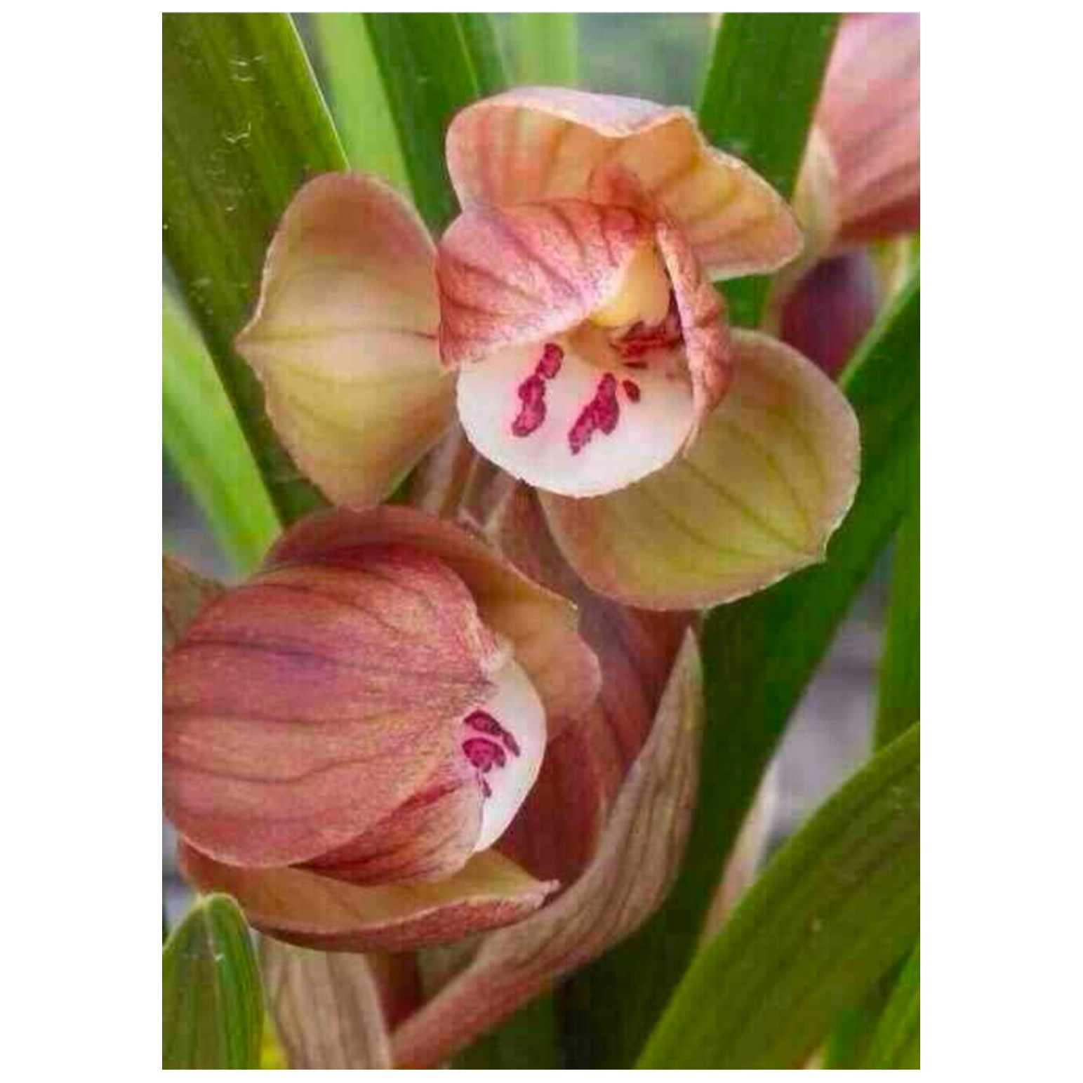 春剑学林荷，产自四川（2苗起售）春季兰花阳台庭院趣味品牌开放观叶