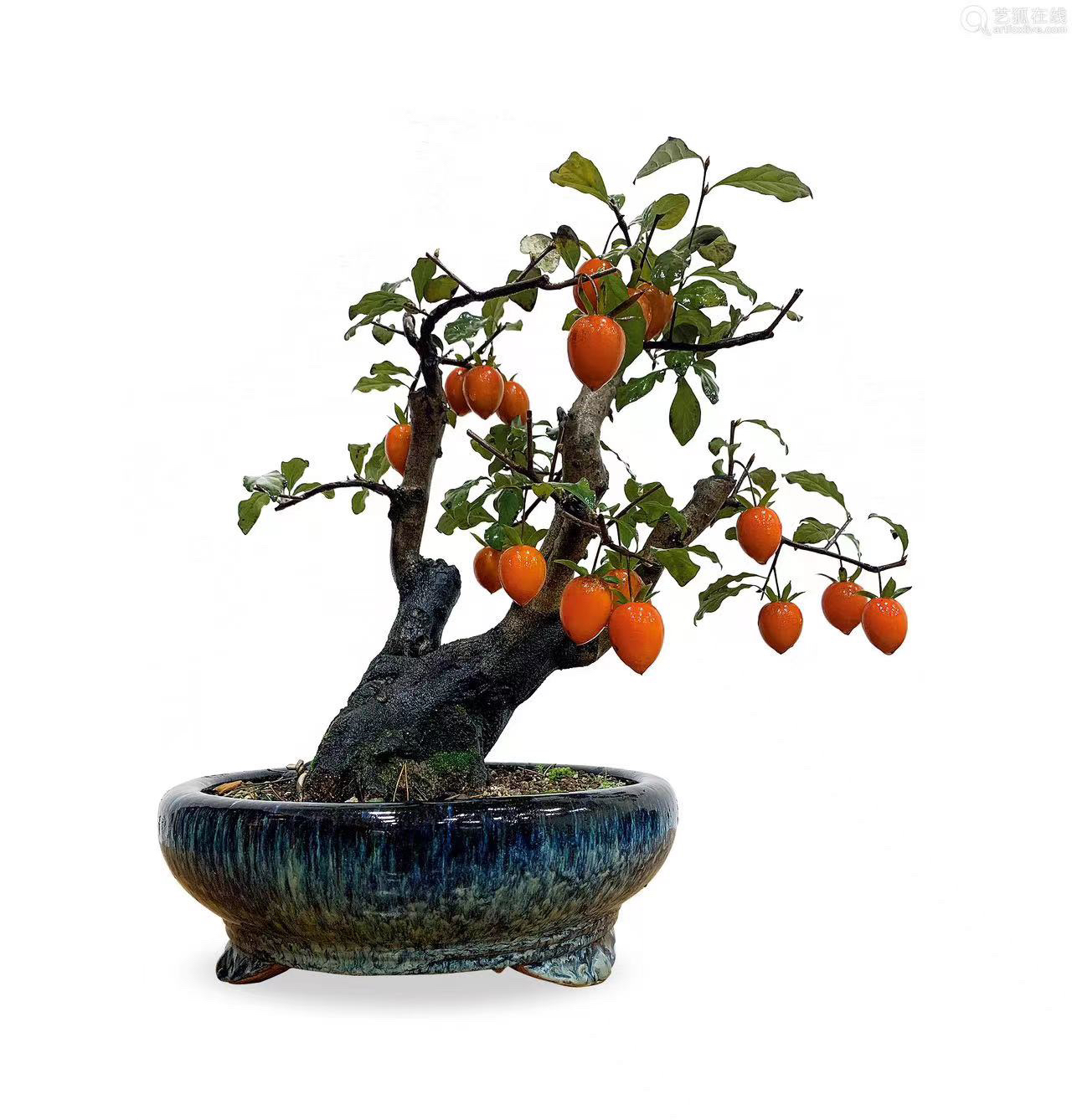 老鸦柿子盆景素材直播链接