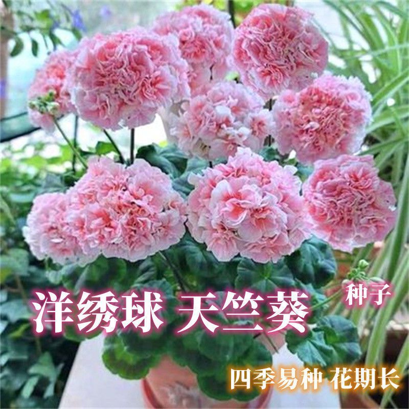重瓣天竺葵种子四季播种开花室内洋绣球花花种子籽观花盆栽花卉