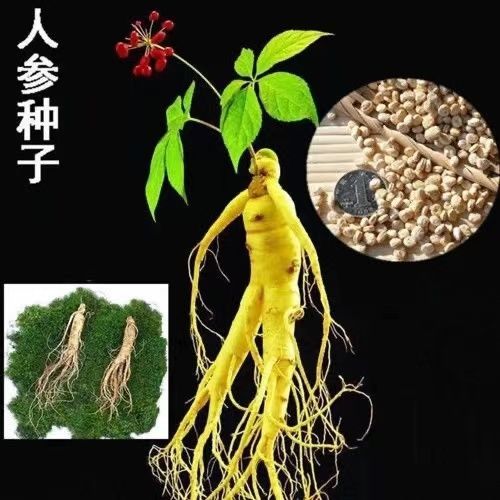 人参种子东北名贵药材种籽长白山人参水果种孑四季人参种籽子