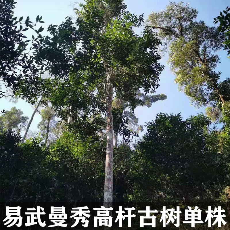 易武曼秀高杆古树普洱茶生茶