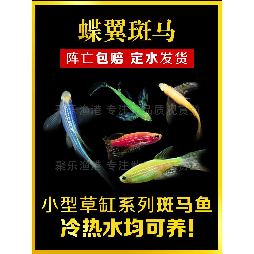 大帆长鳍蝶翼蝶尾蝶衣红青苹果翡翠柠檬蓝莓斑马鱼冷水小型鱼活体
