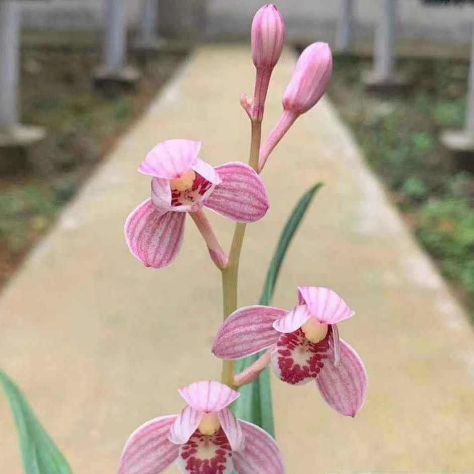 直播间链接兰花裸根发货
