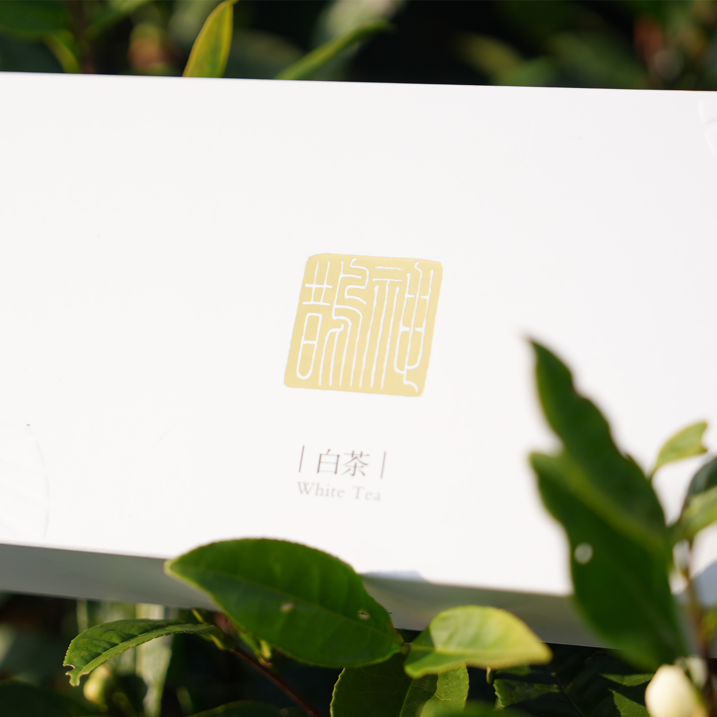 明前白芽商务装贵州高山生态品质卓越一级好茶神鹊茶业扶摇直上