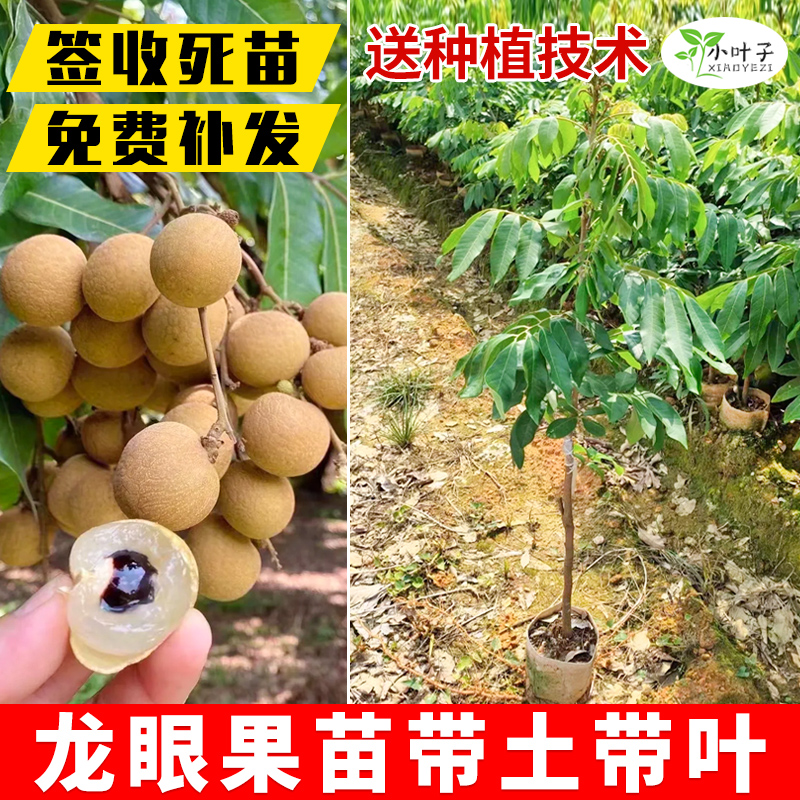 广西储良龙眼苗嫁接苗木带土带叶发货营养杯培育四季庭院农田种植