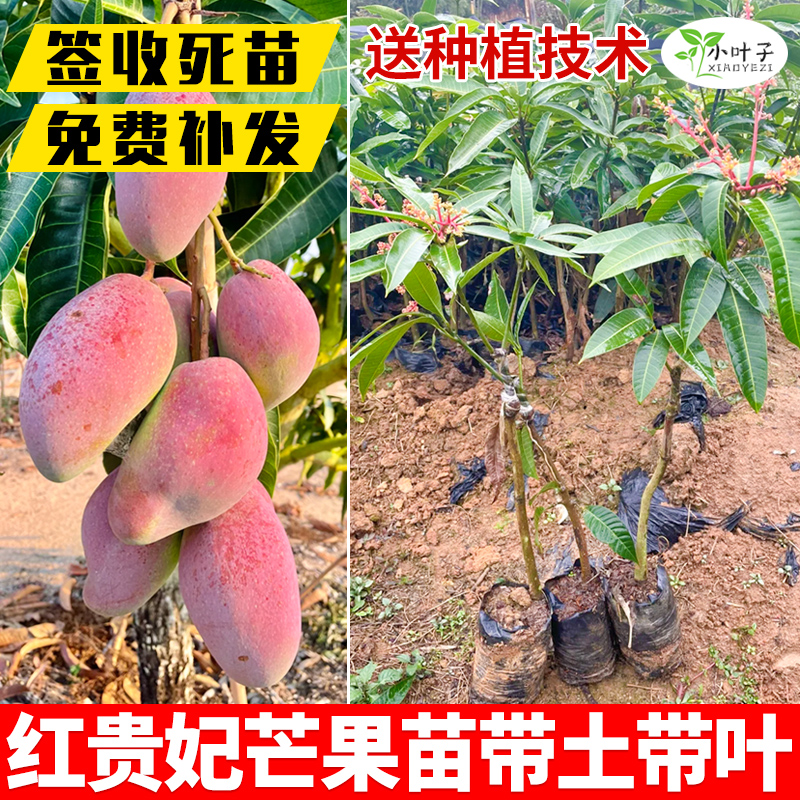 广西芒果树苗红贵妃芒果苗广西南方庭院种植带土带叶发货果树苗