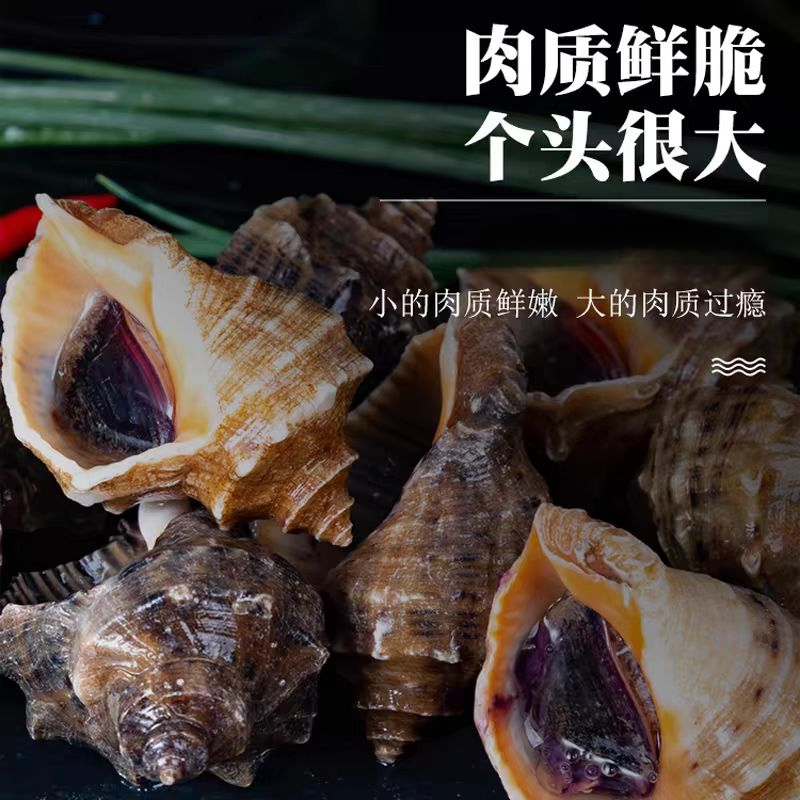 海螺 4斤/份   肉质鲜脆 弹韧可口仅限山东省内购买
