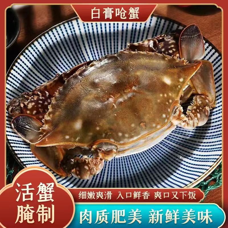 【一舶鲜】舟山野生海捕生腌白膏母蟹咸炝蟹2-3两/只（不可蒸煮）