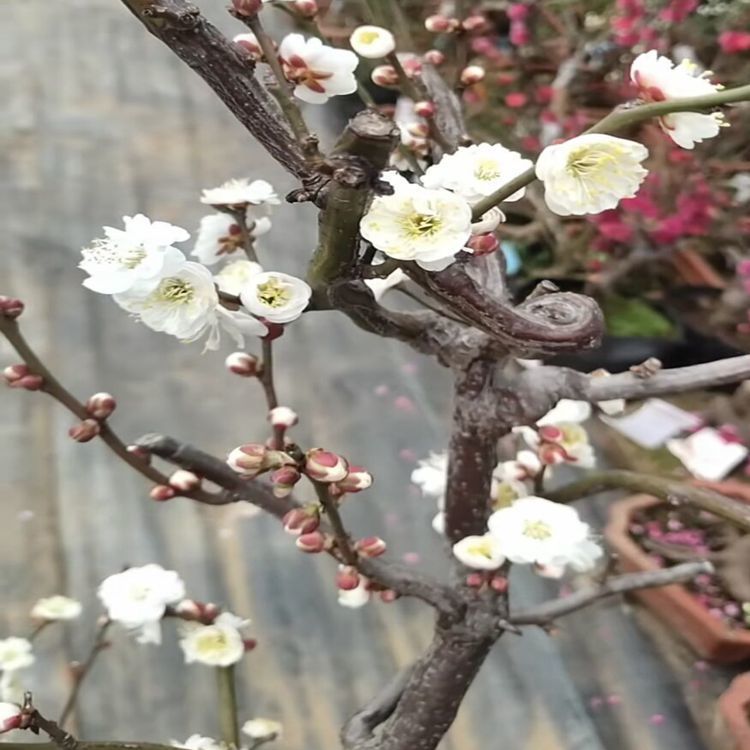 原生龙游梅花苗玉蝶龙游梅花树苗浓香型耐寒腊梅冬季开花曲梅绿植