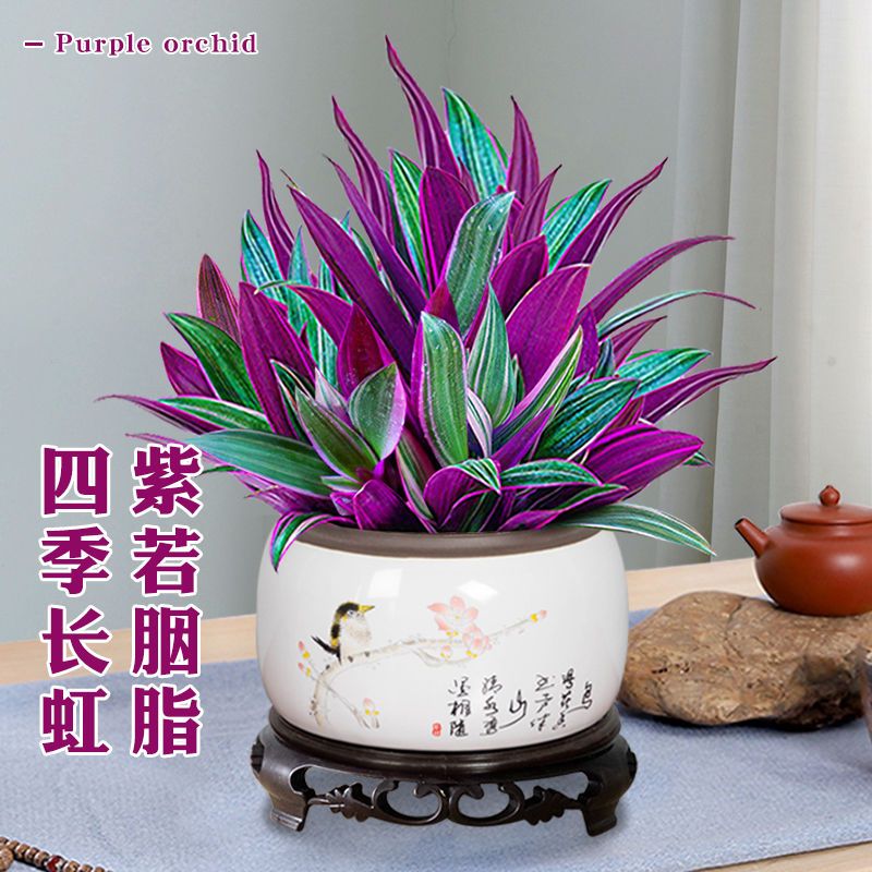 紫露兰盆栽油画紫色吊兰室内植物花卉四季好养客厅净化空气小绿植