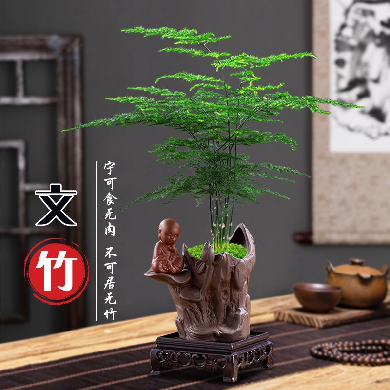 文竹盆栽办公室小绿植花卉植物室内桌面好养净化空气盆景四季常青