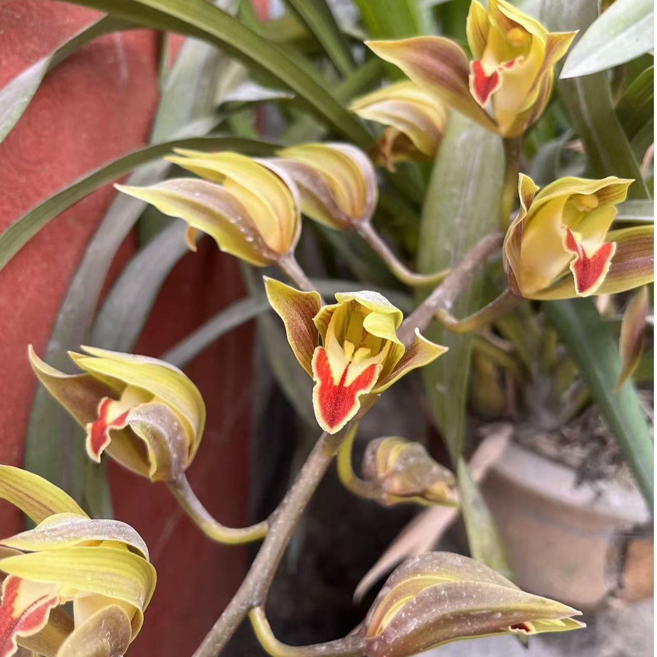 云南虎头兰兰草（一物一拍）造景好养多花开花香适应强兰花带花苞