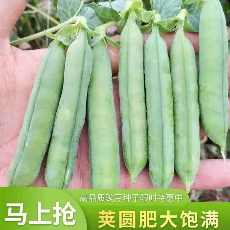 甜脆豌豆种子阳台盆栽四季蔬菜高产大荚青豌豆种子可生吃优质种子