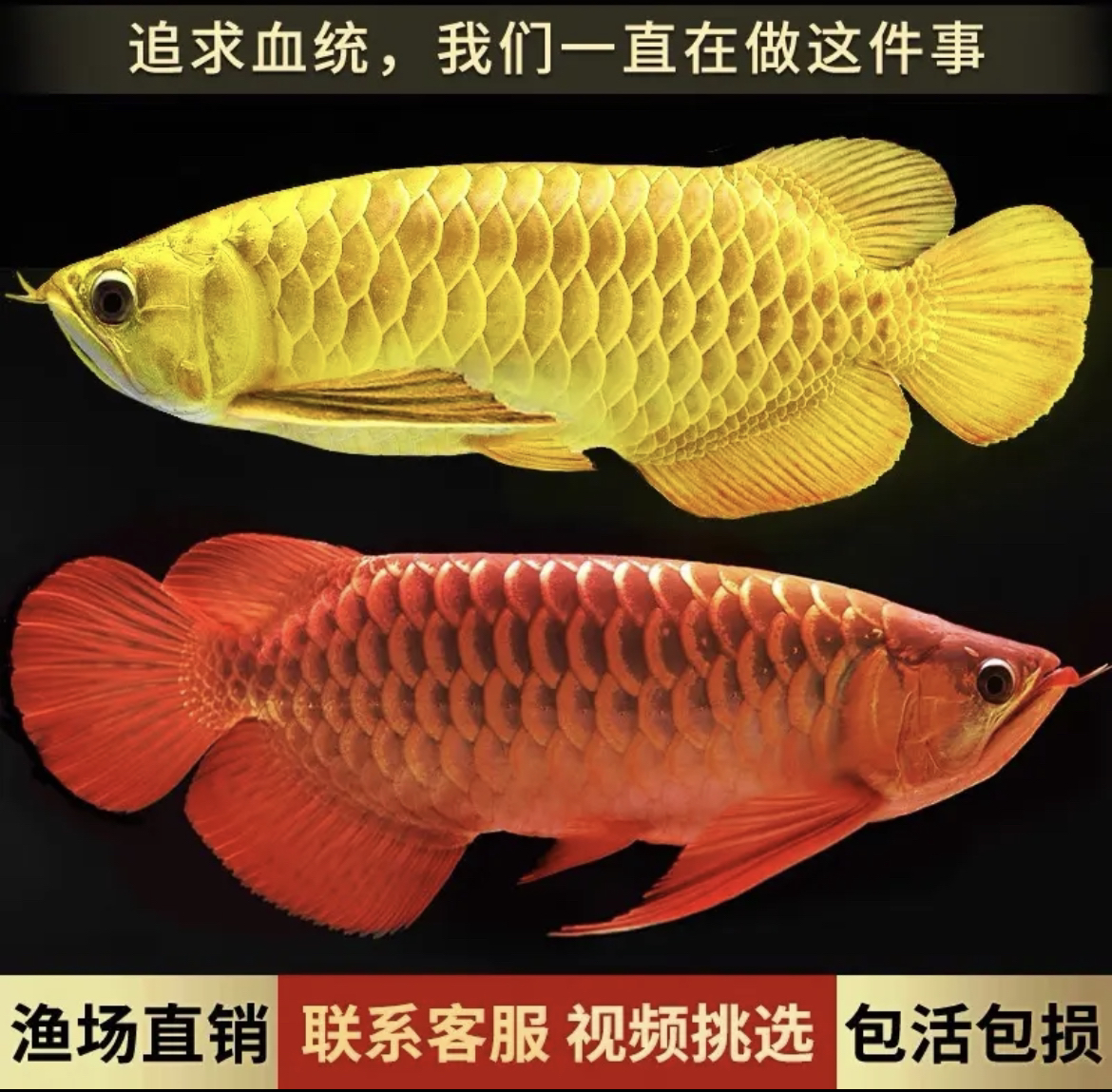 新加坡纯血统金龙（尺寸看直播）