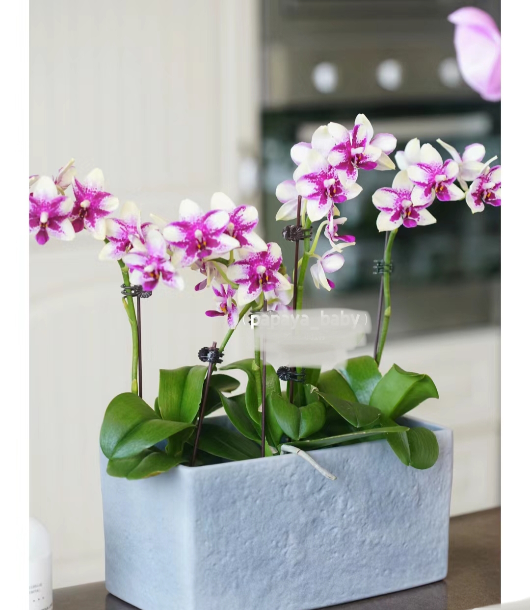 紫钻蝴蝶兰3.0寸杯（出花剑）腊质花花期长，带香味
