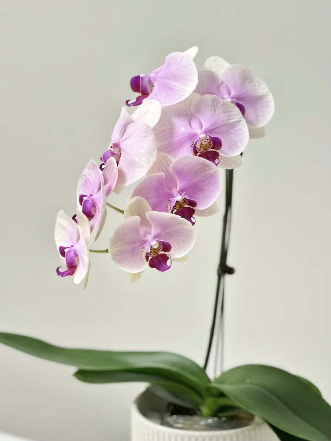 蒙娜丽莎蝴蝶兰3.5寸杯（没花剑）粉色渐变大花型