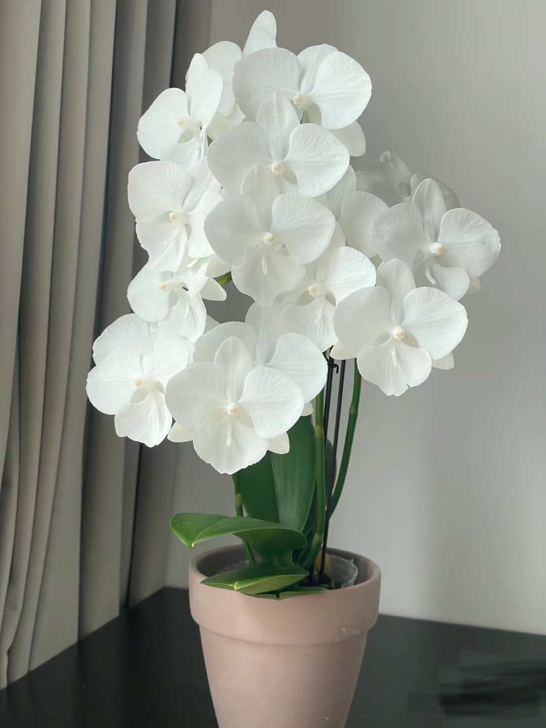 白天鹅蝴蝶兰3.0寸杯（双苗出梗）白色大舌头中花