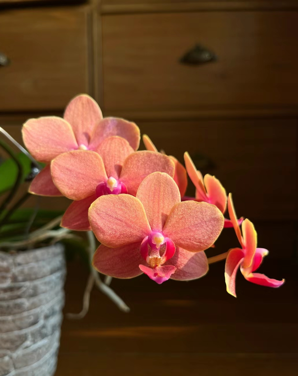 安祖博尔扎诺蝴蝶兰3.5寸杯（双花剑）橙色中花花期长