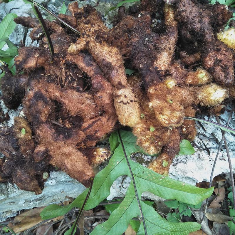 新鲜骨碎补正宗现挖毛姜爬岩姜石岩姜猴姜毛申姜羌槲蕨中药材