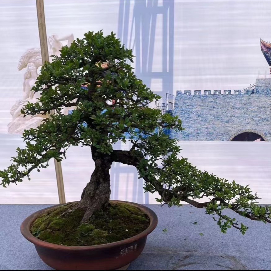 铁马鞭黄杨大果荀子等盆景