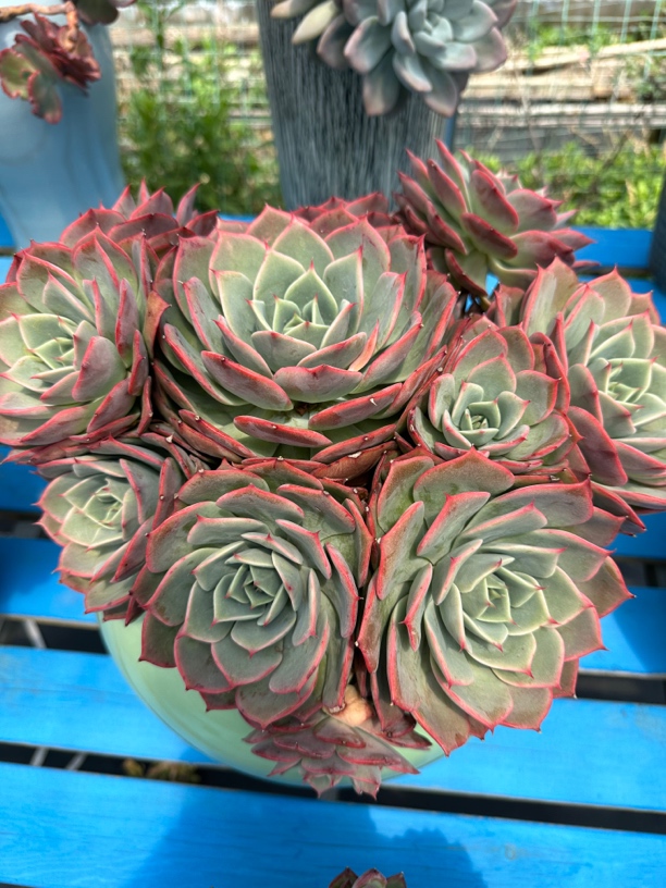 丛林，手捧多肉植物绿植阳台花卉好养