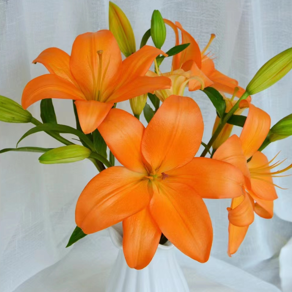 多头橙色梦想——亚百合——（实物以直播间为准）