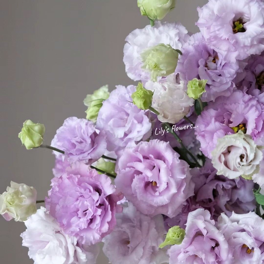 波浪浅紫洋桔梗——收到花花第一时间醒花哦(实物以直播间为准)