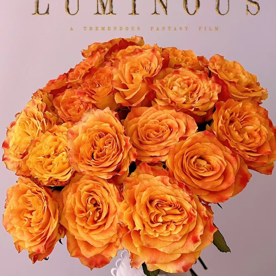 A级欢乐颂--单头玫瑰--实物以直播间为准