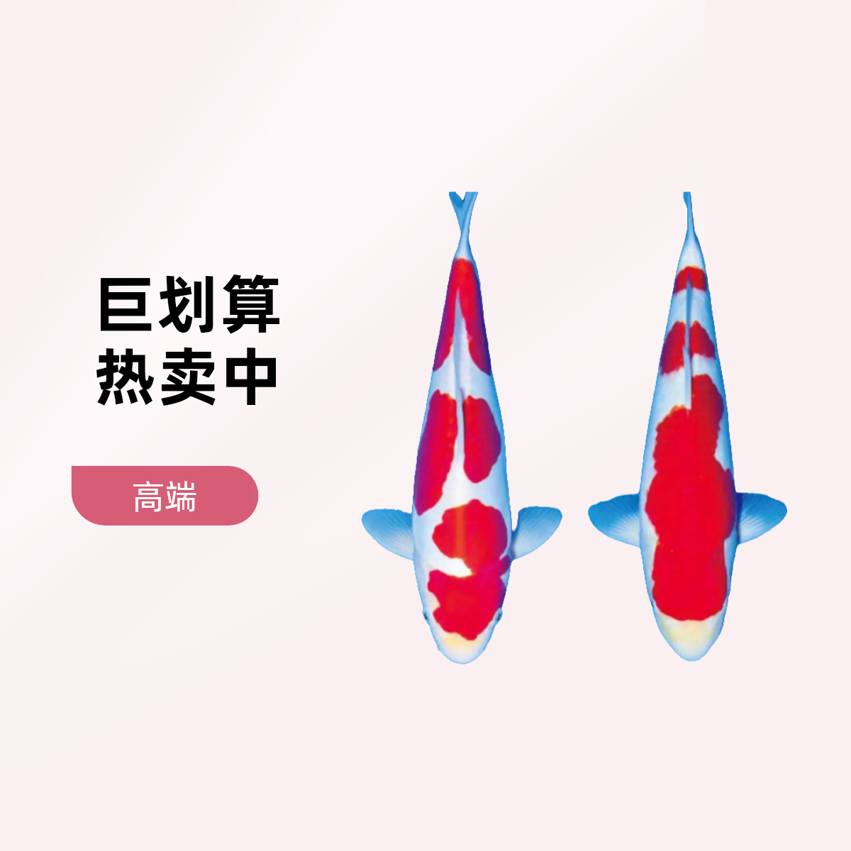 红白， 乌龙，黄金，一物一拍 冷水观赏鱼锦鲤