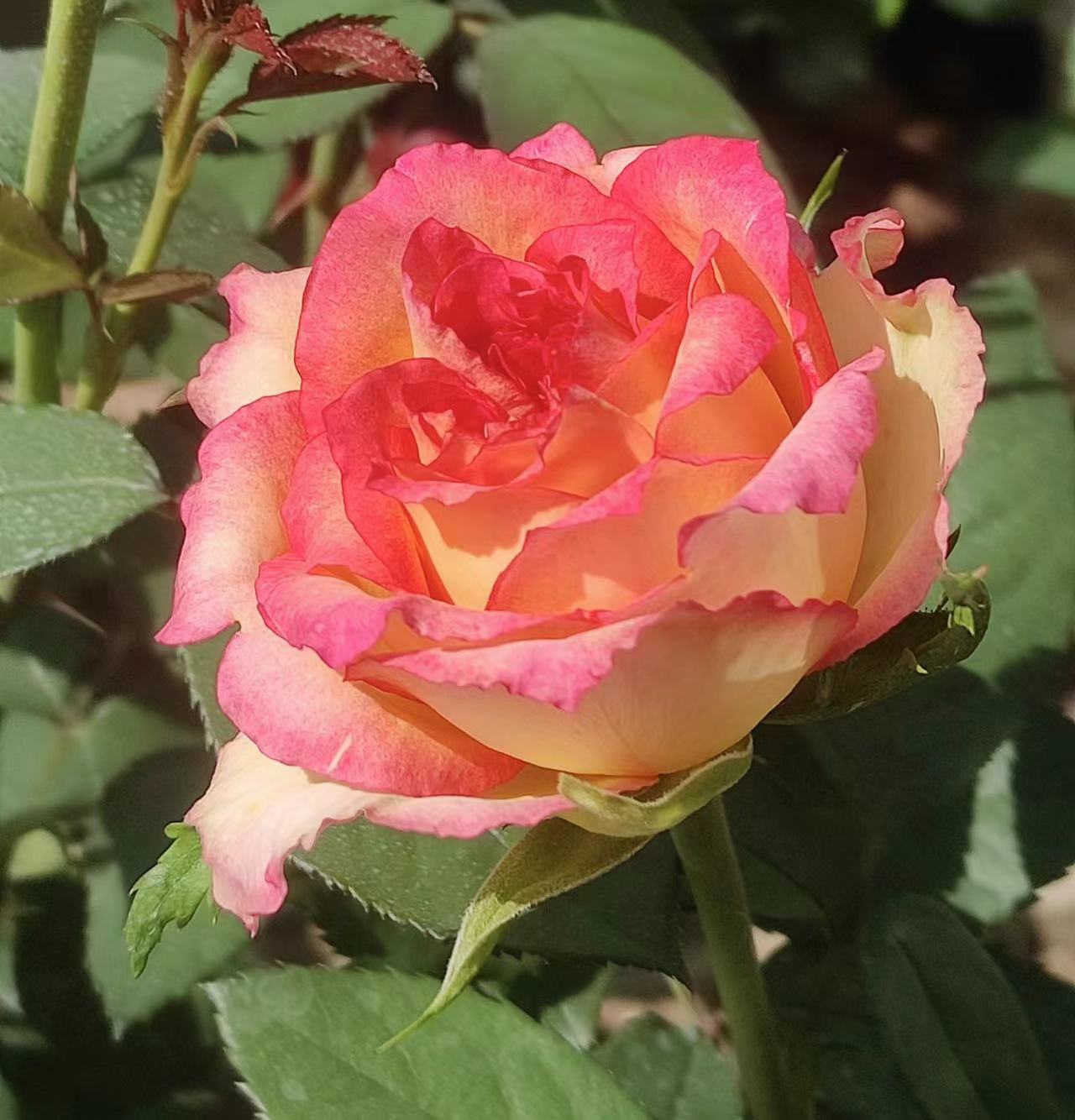 一物一拍系列大花香水月季  多季节重复盛开花玫瑰苗花园中苗