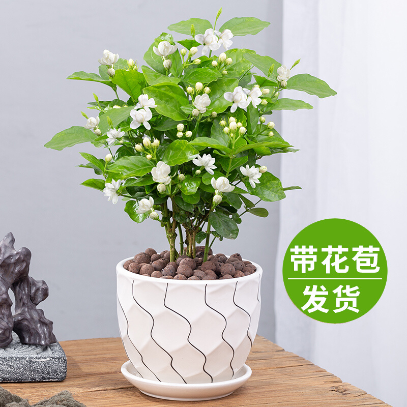 茉莉花盆栽重瓣开花浓香四季好养室内阳台庭院驱蚊防蚊观花卉绿植